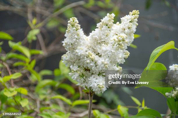 syringa vulgaris flowers - white lilac stock pictures, royalty-free photos & images