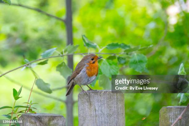 erithacus rubecula bird - bird on a tree stock-fotos und bilder