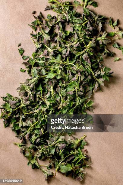 heap of young nettle leaves - brennessel stock-fotos und bilder
