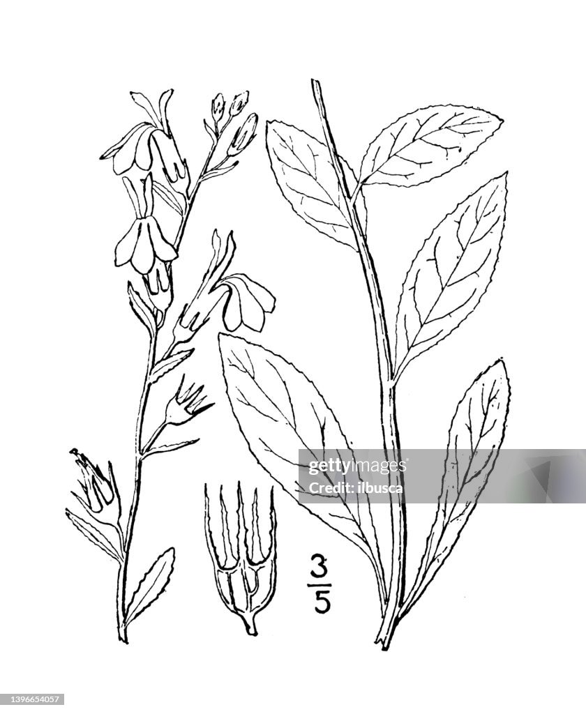 Antique botany plant illustration: Lobelia amoena, Southern lobelia