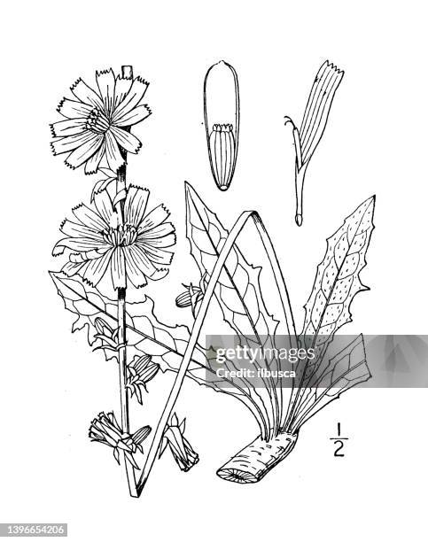 stockillustraties, clipart, cartoons en iconen met antique botany plant illustration: cichorium intybus, chicory - krulandijvie
