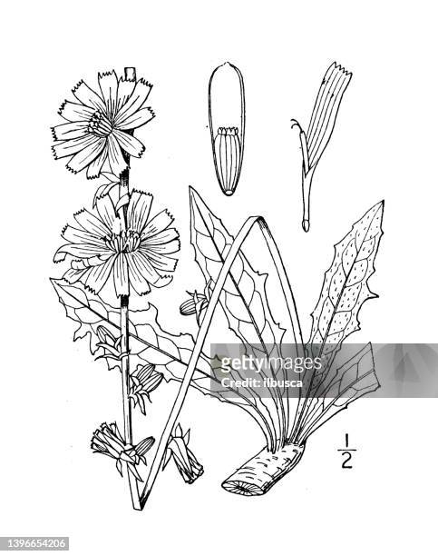 antique botany plant illustration: cichorium intybus, chicory - endive 幅插畫檔、美工圖案、卡通及圖標