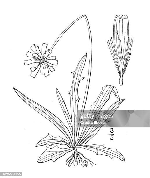 antique botany plant illustration: adopogon dandelion, dwarf dandelion, goatsbeard - dandelion drawing stock illustrations