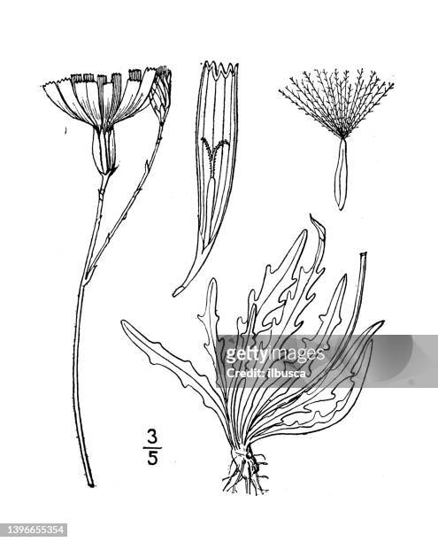 antique botany plant illustration: leontodon autumnale, fall dandelion - leontodon stock illustrations