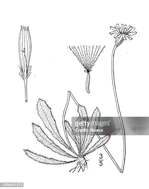 antique botany plant illustration: leontodon nudicaule, hairy hawkbit - leontodon stock illustrations