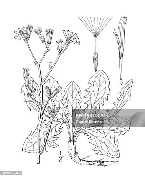 antique botany plant illustration: chondrilla juncea, gum succory - gum leaves stock illustrations