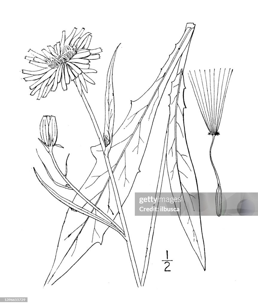 Antique botany plant illustration: Sitilias Caroliniana, Leafy stemmed false dandelion