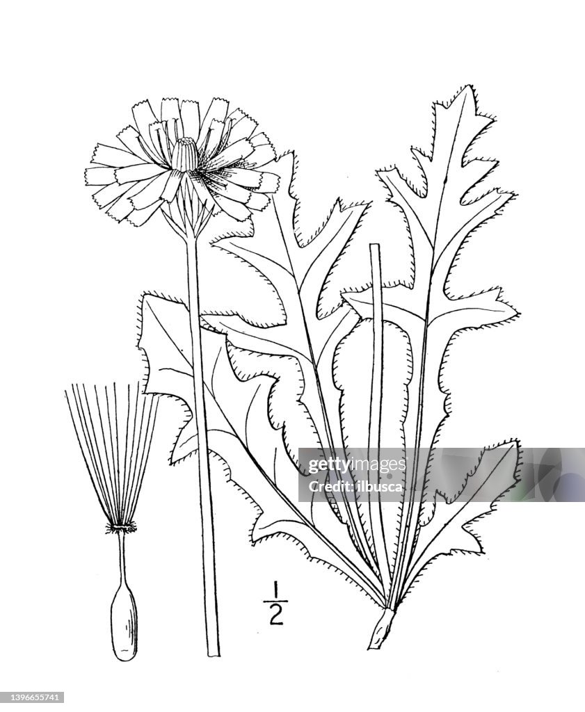 Antique botany plant illustration: Sitilias grandiflora, Rough false dandelion