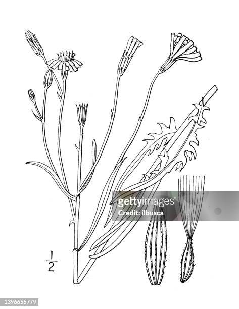 antique botany plant illustration: crepis tectorum, narrow leaved hawksbeard - tapered roots stock illustrations