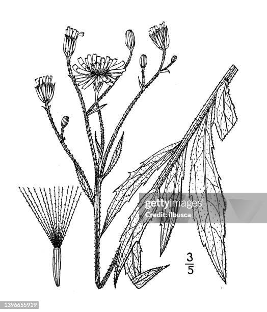antique botany plant illustration: hieracium umbellatum, narrow leaved hawkweed - tapered roots stock illustrations