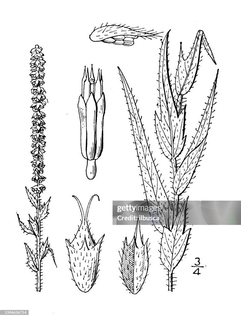 Antique botany plant illustration: Ambrosia bidentata, Lance leaved Ragweed