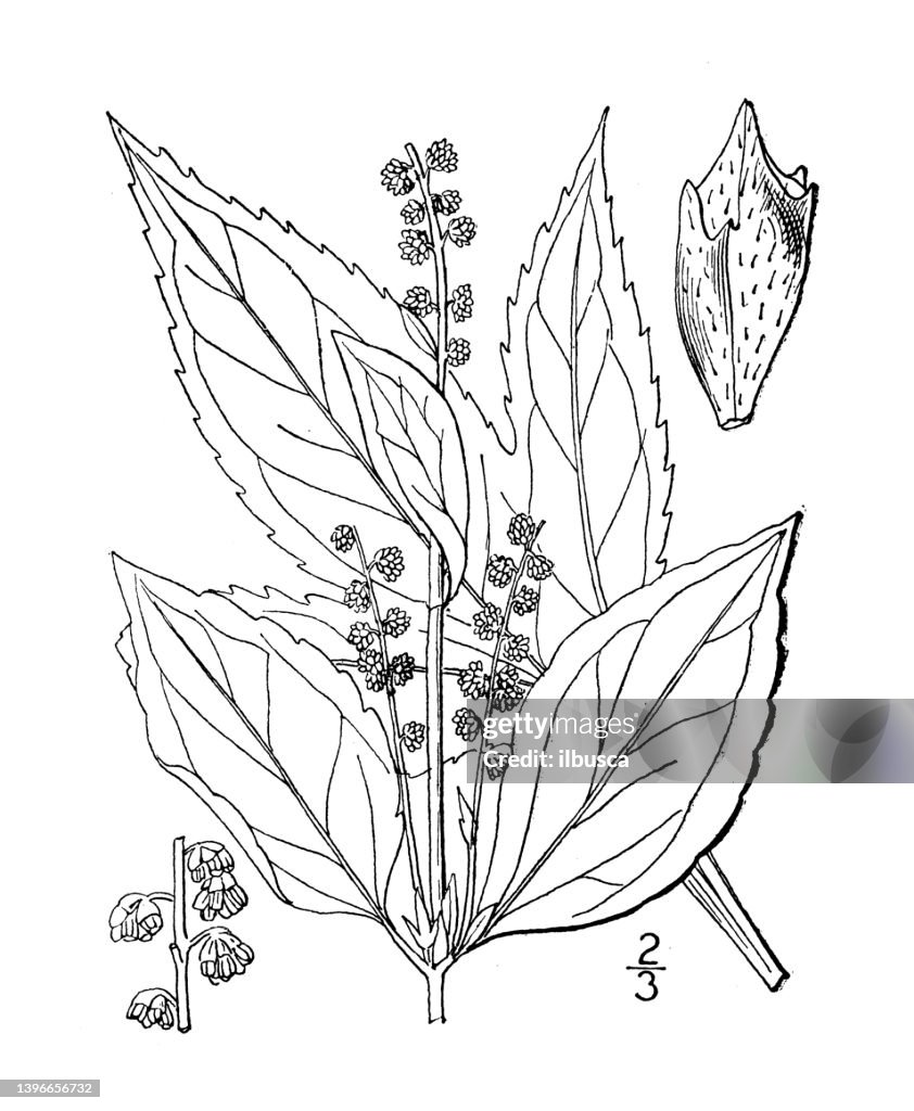 Antique botany plant illustration: Ambrosia trifida, Horse-cane, Great Ragweed