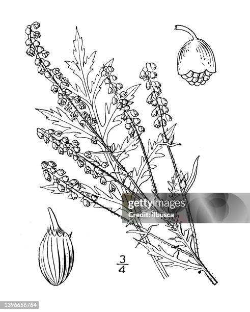 antique botany plant illustration: ambrosia artemisiaefolia, ragweed - ambrosia stock illustrations