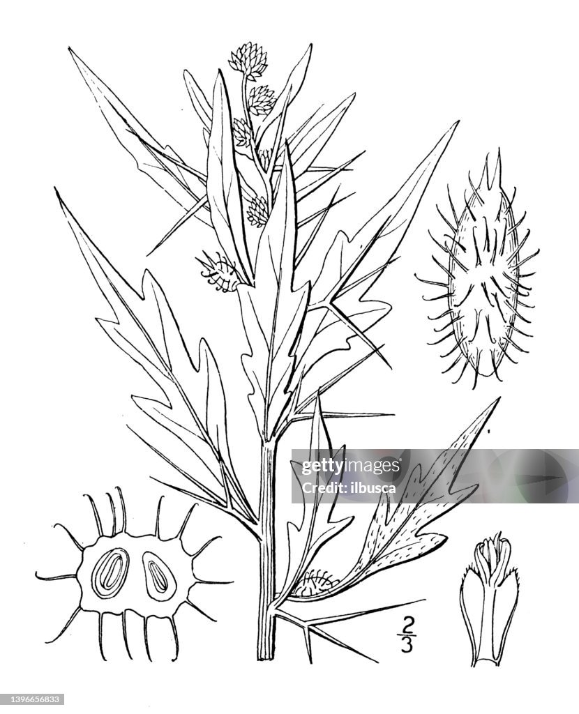 Antique botany plant illustration: Xanthium spinosum, Spiny Clotbur, Clotweed