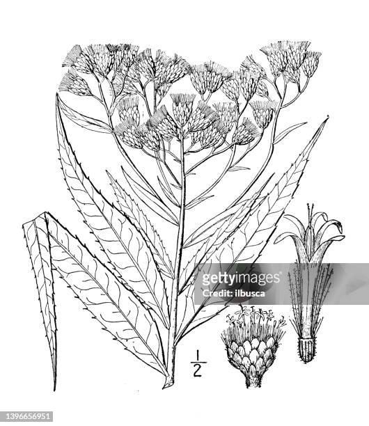antique botany plant illustration: vernonia fasciculata, western ironweed - fasciculata stock illustrations