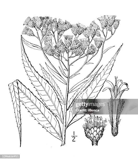 antique botany plant illustration: vernonia fasciculata, western ironweed - zona fasciculata stock illustrations