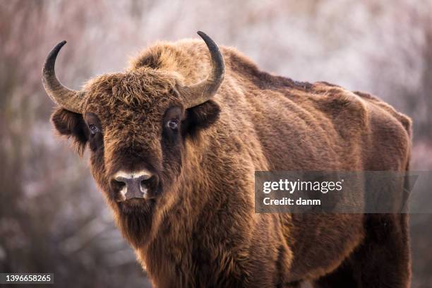 bisons in forest during winter time with snow. wilde life - genus bison imagens e fotografias de stock