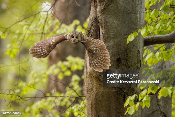 the tawny owl taking off - wilde tiere stock-fotos und bilder