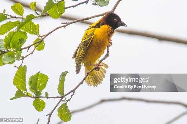 village weaver ploceus cucullatus bird - masked weaver bird stock pictures, royalty-free photos & images