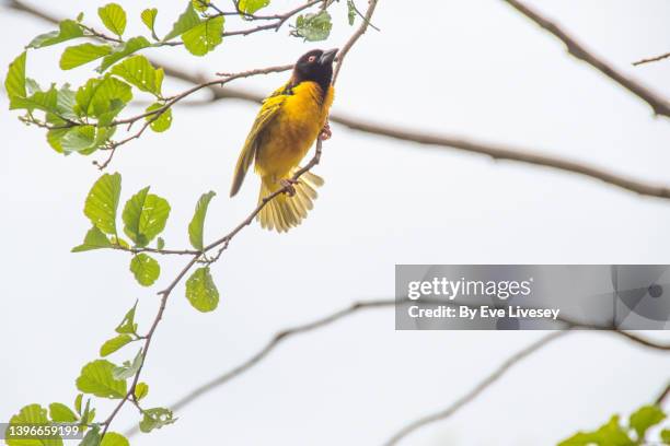 village weaver ploceus cucullatus bird - masked weaver bird stock pictures, royalty-free photos & images