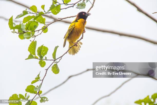 village weaver ploceus cucullatus bird - masked weaver bird stock pictures, royalty-free photos & images