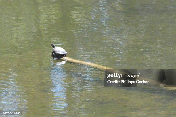 eastern painted turtle - eastern painted turtle stock pictures, royalty-free photos & images