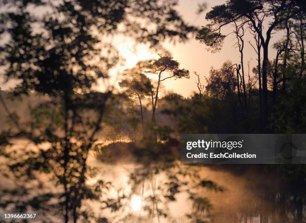 sunrise at a lake in the south of the netherlands. - pinar fotografías e imágenes de stock