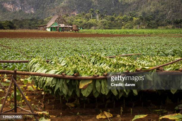 tobacco farmers collecting tobacco leaves in a beautiful green landscape with a local house in background. vinales, cuba"n - viñales cuba fotografías e imágenes de stock