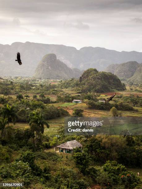 beautiful vinales valley with palm trees and fog. amazing green landscape of cuba - vinales stock-fotos und bilder