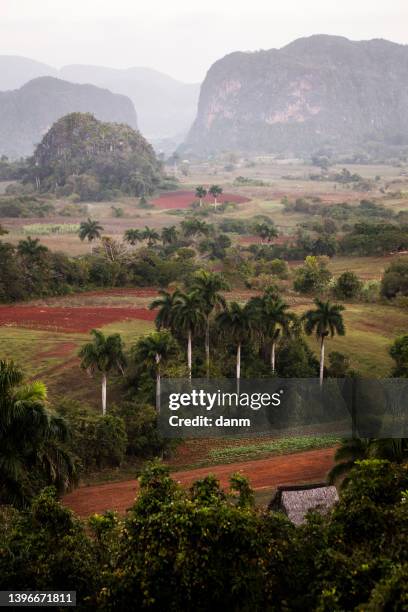 beautiful vinales valley with palm trees and fog. amazing green landscape of cuba - vinales stockfoto's en -beelden