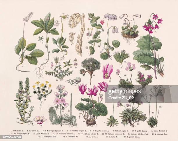 illustrations, cliparts, dessins animés et icônes de plantes à fleurs (angiospermae), gravure sur bois colorée à la main, publiée en 1887 - jasmin