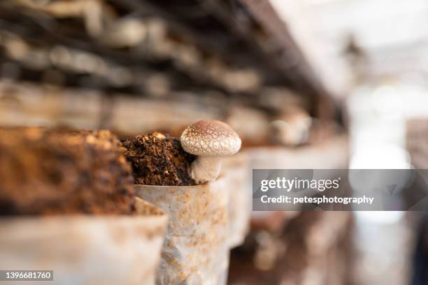 close up of shiitake mushroom growing in indoor farm - edible mushroom stock pictures, royalty-free photos & images