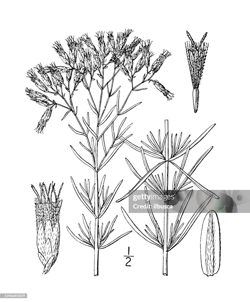 Antique botany plant illustration: Eupatorium hyssopifolium, Hyssop leaved thoroughwort