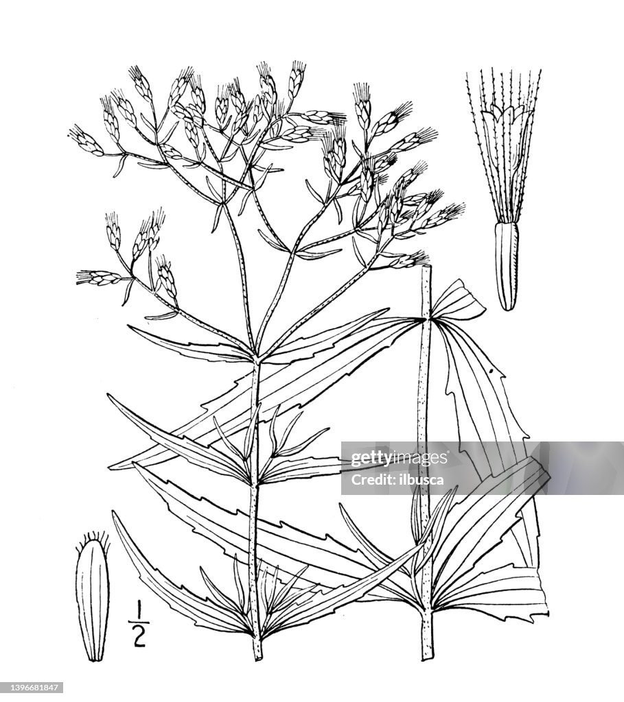 Antique botany plant illustration: Eupatorium Torreyanum, Torrey's thoroughwort