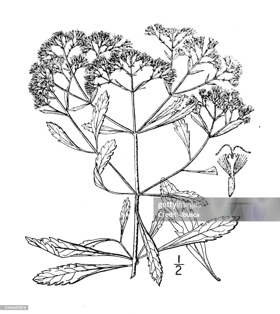 Antique botany plant illustration: Eupatorium semiserratum, Small flowered thoroughwort