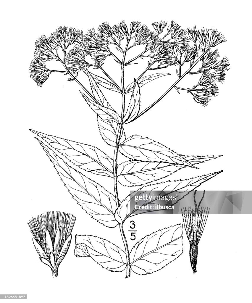 Antique botany plant illustration: Eupatorium sessilifolium, Upland Boneset