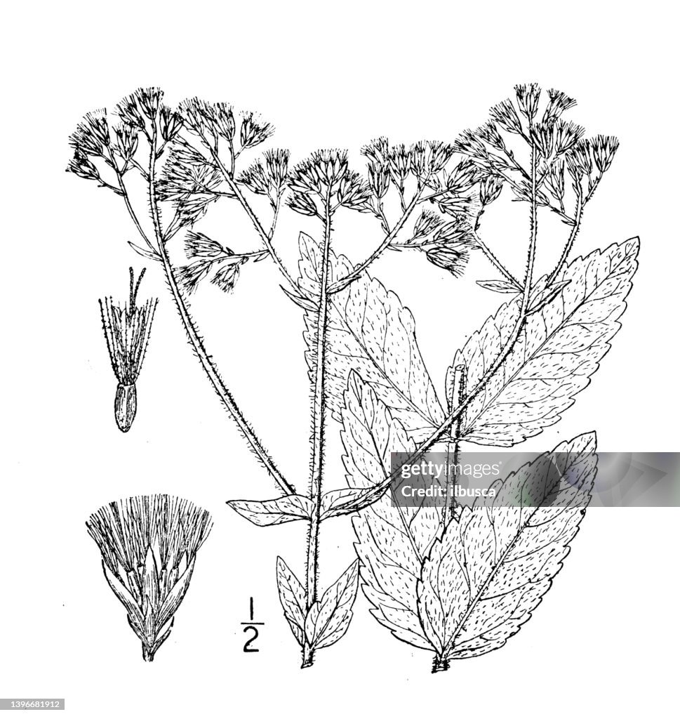 Antique botany plant illustration: Eupatorium verbenaefolium, Vervain Thoroughwort