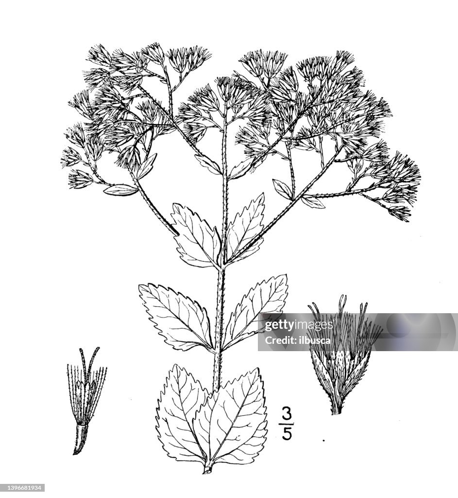 Antique botany plant illustration: Eupatorium rotundifolium, Round leaved Thoroughwort