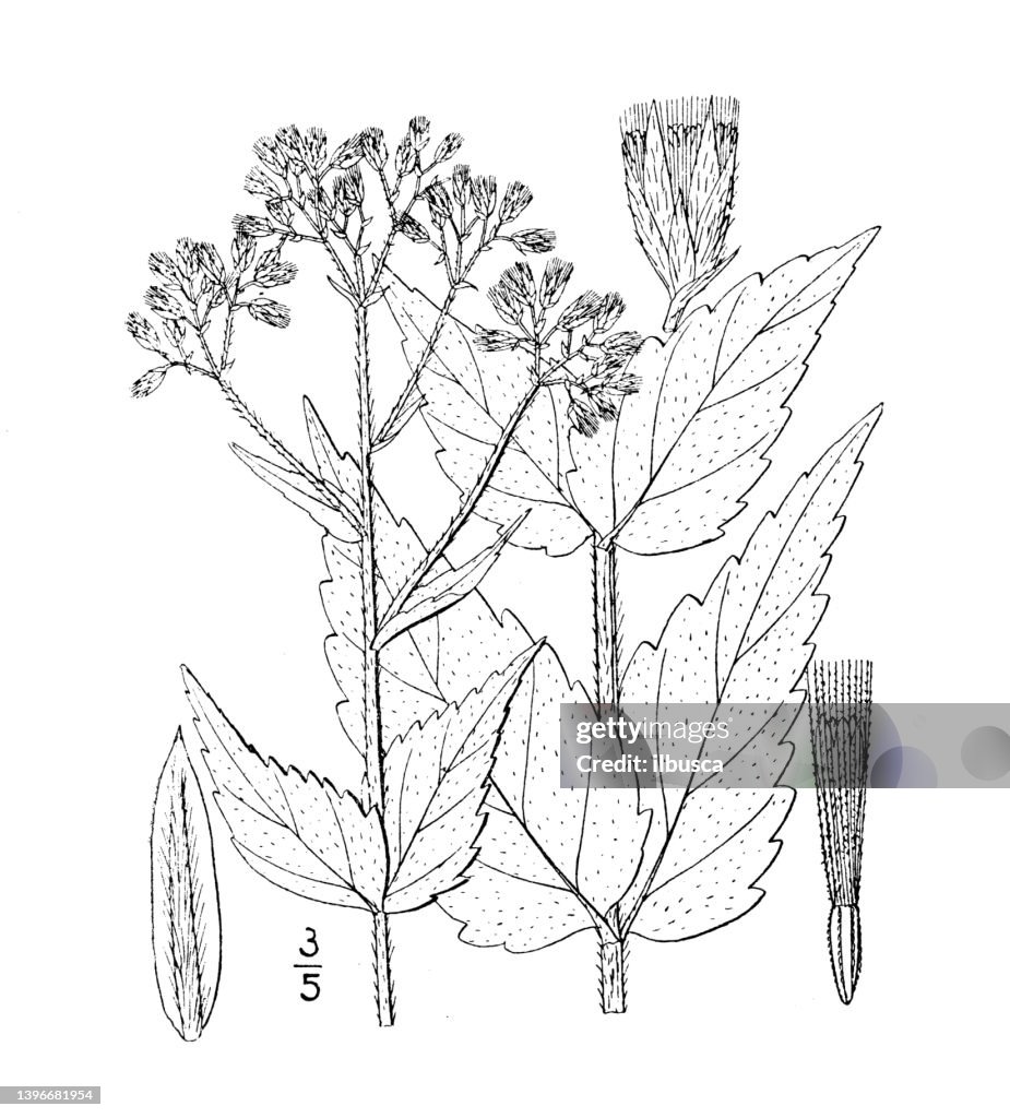 Antique botany plant illustration: Eupatorium pubescens, Hairy Thoroughwort