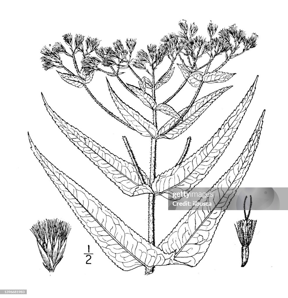 Antique botany plant illustration: Eupatorium perfoliatum, Common Thoroughwort