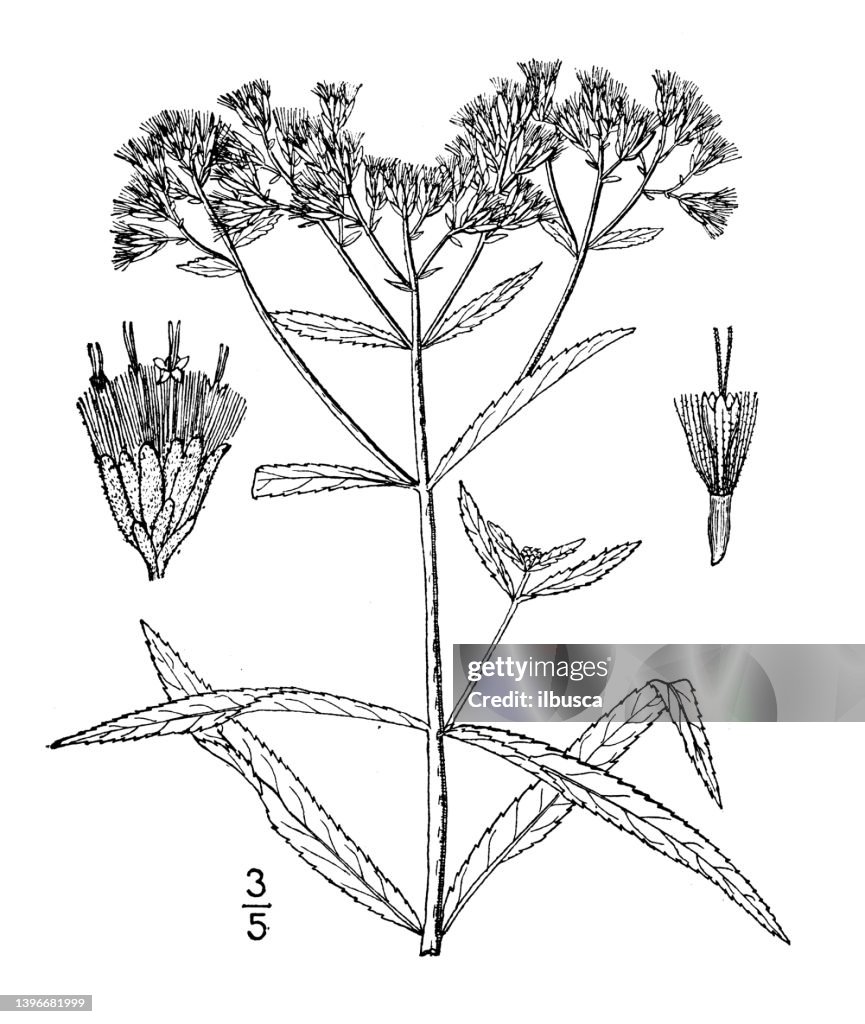 Antique botany plant illustration: Eupatorium resinosum, Resin boneset