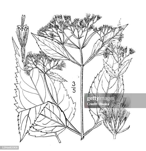 antique botany plant illustration: eupatorium ageratoides, deerwort boneset, white sanicle, white snakeroot - white snakeroot stock illustrations