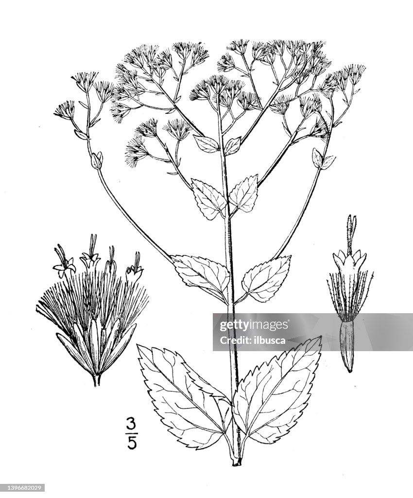 Antique botany plant illustration: Eupatorium aromaticum, Smaller White snakeroot