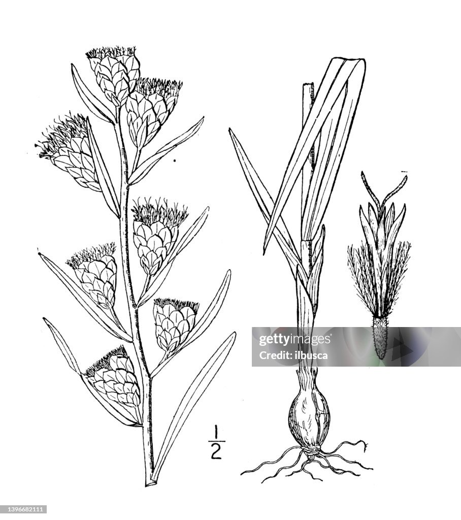 Antique botany plant illustration: Lacinaria cylindracea, Cylindric blazing star