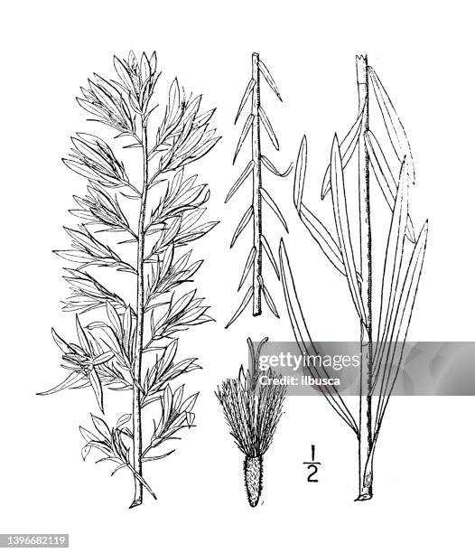 stockillustraties, clipart, cartoons en iconen met antique botany plant illustration: lacinaria elegans, handsome blazing star - elegans