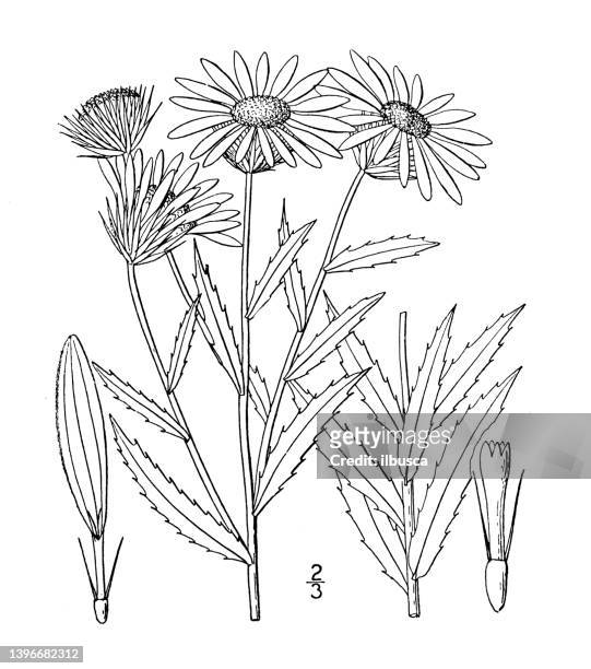 antique botany plant illustration: grindelia lanceolata, narrow leaved gum plant - tapered roots stock illustrations