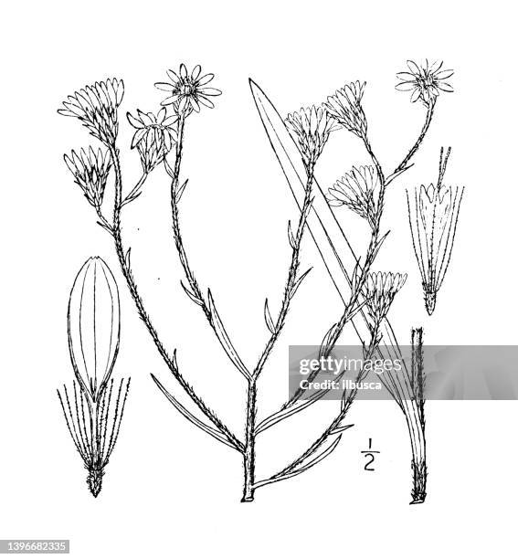 antique botany plant illustration: chrysopsis graminifolia, grass leaved golden aster - golden aster stock illustrations