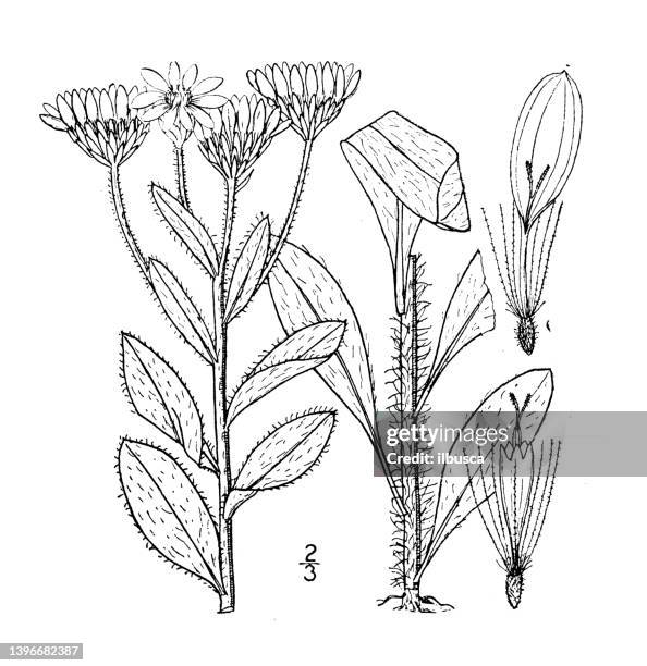 antique botany plant illustration: chrysopsis mariana, maryland golden aster - golden aster stock illustrations