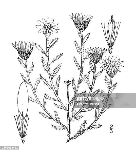 antique botany plant illustration: chrysopsis stenophylla, stiff leaved golden aster - golden aster stock illustrations