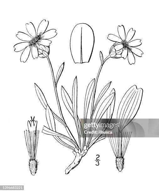 antique botany plant illustration: stenotus armerioides, narrow leaved stenotus - tapered roots stock illustrations